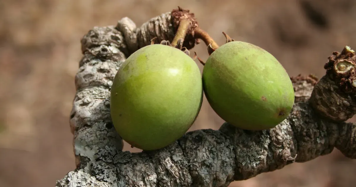 Shea fruit on branch