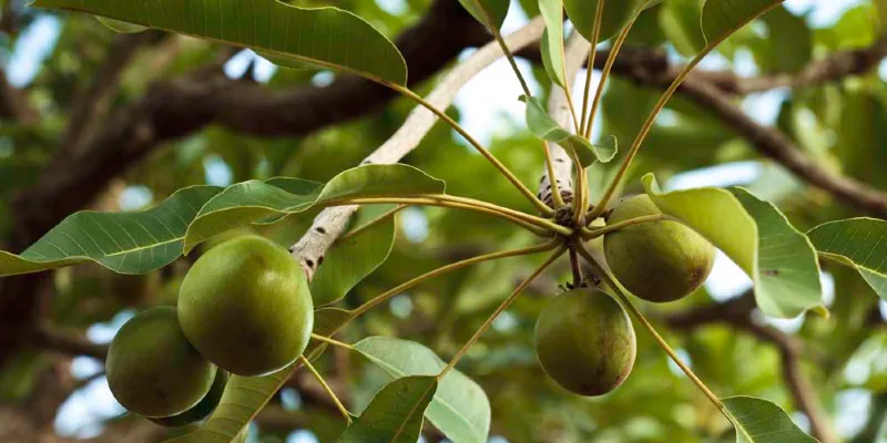 Shea fruits on tree