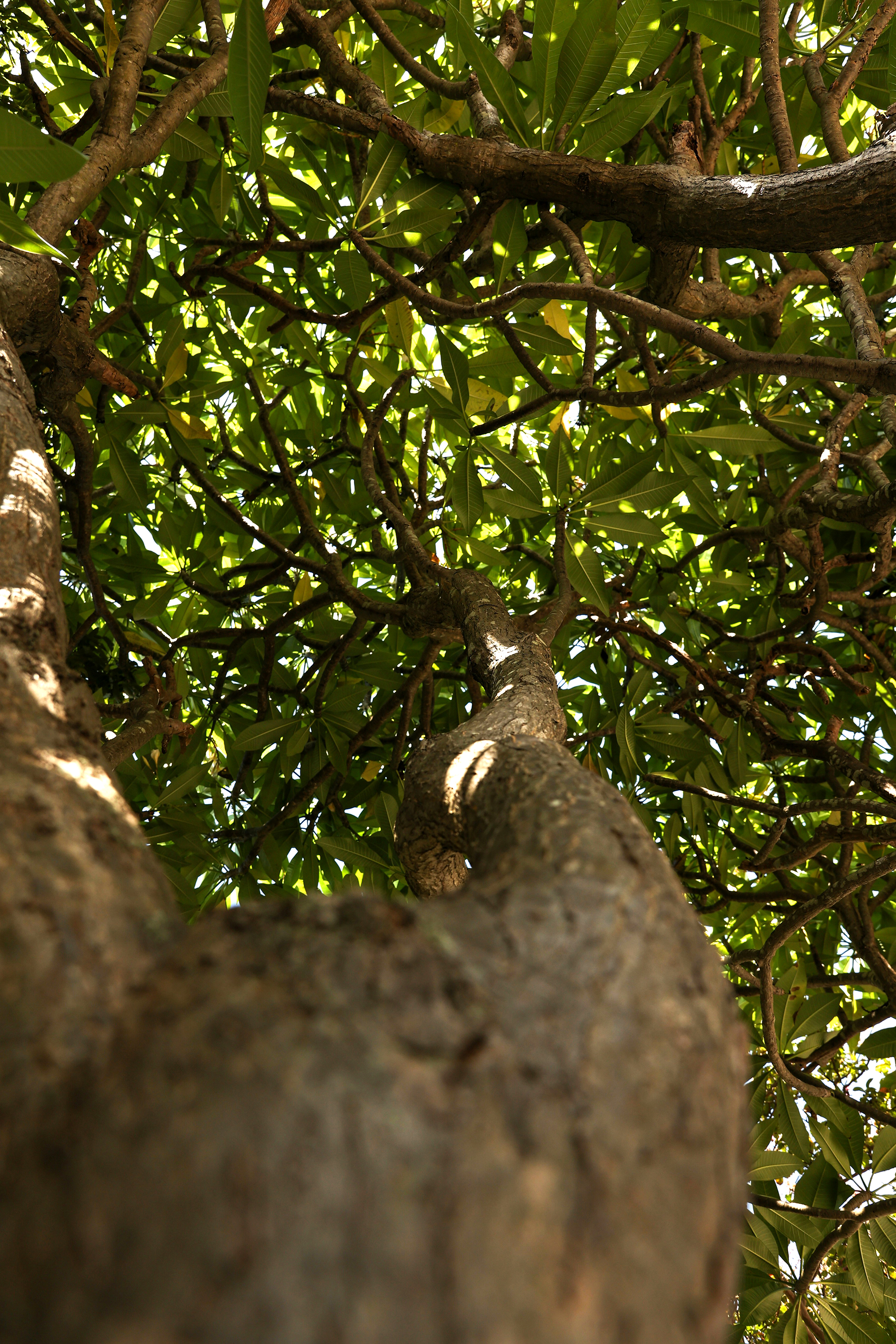 Shea tree canopy